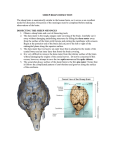 sheep brain dissection