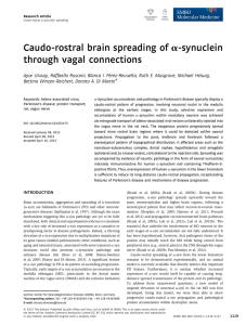 Caudo‐rostral brain spreading of α‐synuclein through vagal