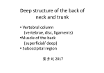 Deep structure of the back of neck and trunk