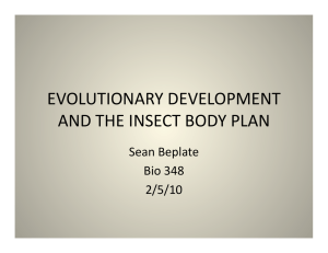 EVOLUTIONARY DEVELOPMENT AND THE INSECT BODY PLAN