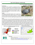 Bog Turtle - Pennsylvania Natural Heritage Program