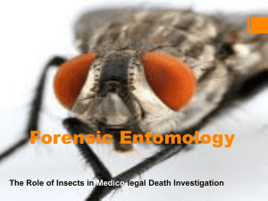 Forensic Entomology - bloodhounds Incorporated