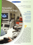 Pericardial Effusion in Dogs