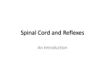 Spinal Cord and Reflexes: An Introduction