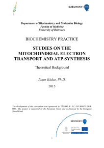 studies on the mitochondrial electron transport and atp synthesis