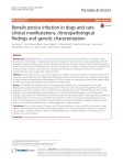 Borrelia persica infection in dogs and cats: clinical manifestations