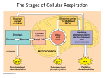 The Stages of Cellular RespiraWon