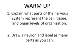 Nerve Pathways Notes