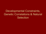 Developmental Constraints, Genetic Correlations