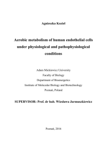 Agnieszka Kozieł Aerobic metabolism of human endothelial cells