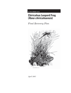 Chiricahua Leopard Frog Recovery Plan