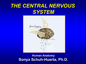 Ch13.Central.Nervous.System