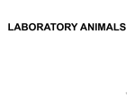 laboratory animals