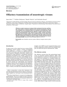 Olfactory transmission of neurotropic viruses
