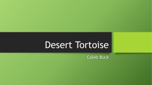 Desert Tortoise