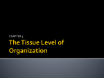 The Tissue Level of Organization