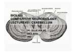 biol455 comparitive neurobiology lecture#21