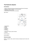 Thyroid Gland