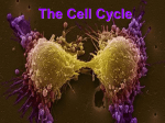 The Cell Cycle