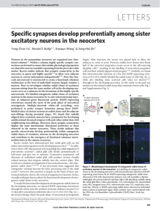 Specific synapses develop preferentially among sister excitatory
