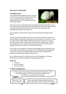 How rare is a white kiwi?