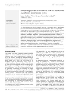 Morphological and biochemical features of Borrelia