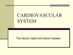 CARDIOVASCULAR SYSTEM