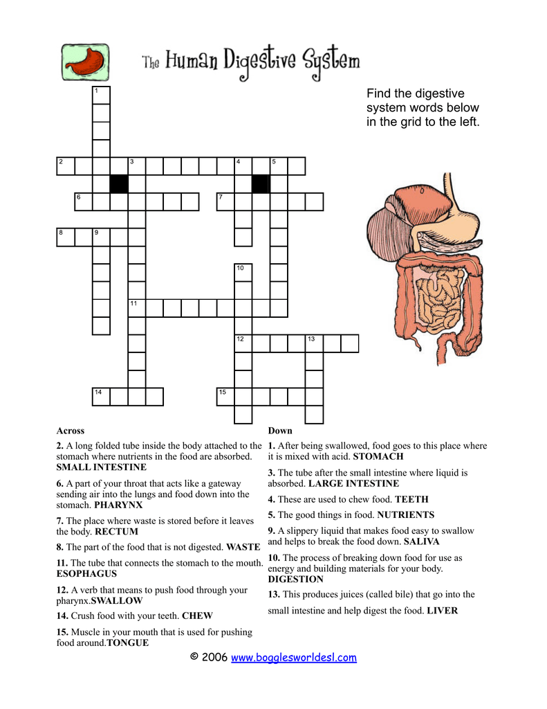 Find the digestive system words below in the grid to the left. For Digestive System Worksheet Answer Key