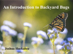 An introducton to backyard bugs