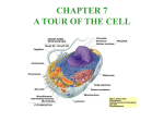 Ch. 7 Cells