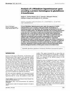 Analysis of a Rhizobium leguminosarum gene