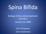 Spina Bifida