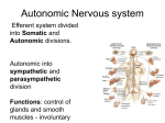 Autonomic Nervous System