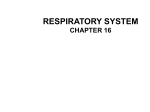 RESPIRATORY SYSTEM CHAPTER 16