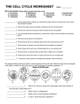 the cell cycle worksheet