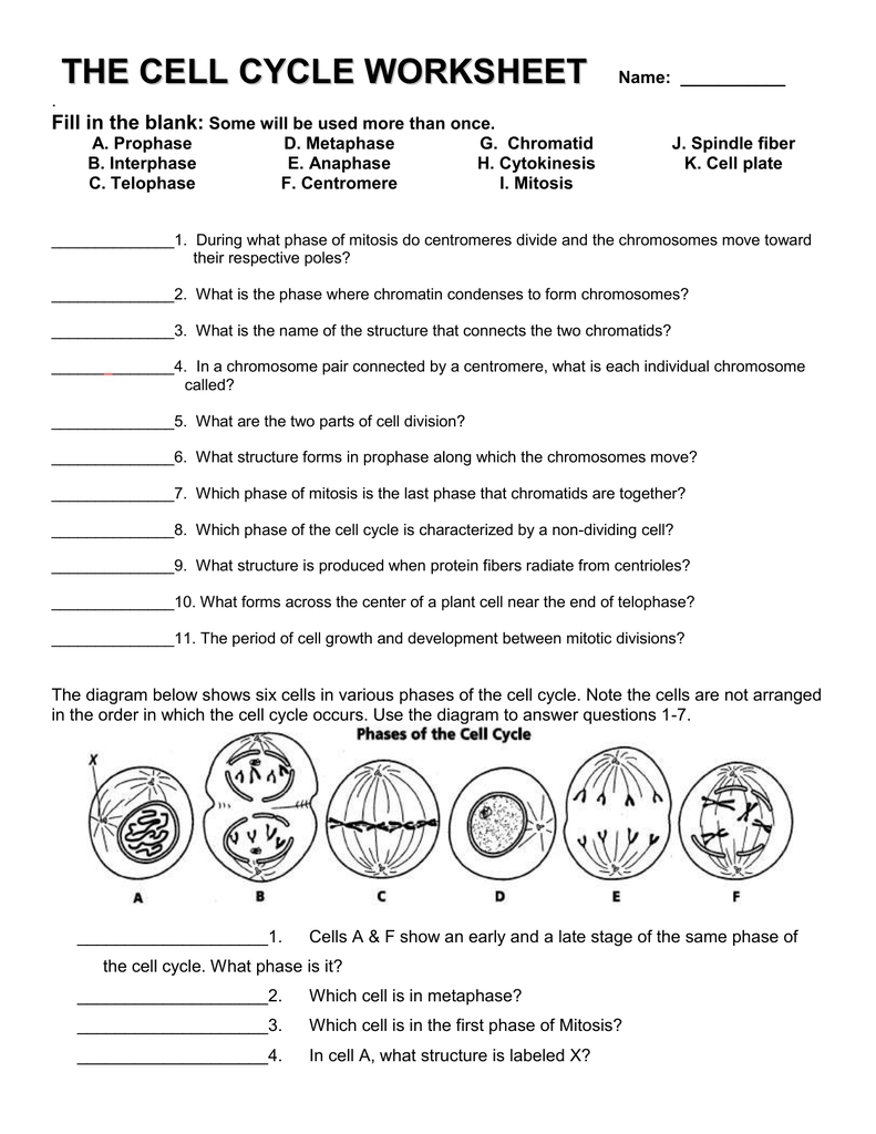 the cell cycle worksheet Intended For Cycles Worksheet Answer Key