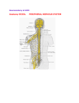 Anatomy 9535b. PERIPHERAL NERVOUS SYSTEM