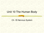 Ch. 35 Nervous System ppt - Jamestown Public Schools