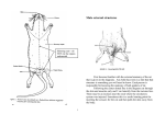 Male external structures