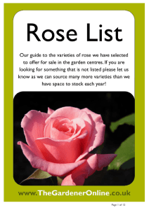 Roses - The Gardens Group