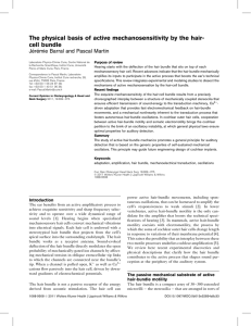 The physical basis of active mechanosensitivity by the hair