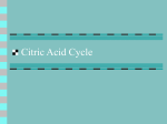 Citric Acid Cycle