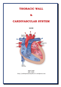 Dr.Kaan Yücel yeditepeanatomyfhs121.wordpress.com Thoracic