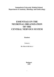 Essentials in the neuronal organization of the CNS