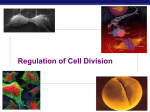 12.3 Cell Cycle Regulation PowerPoint