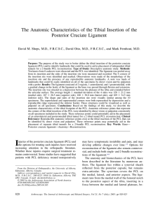 The Anatomic Characteristics of the Tibial Insertion of the Posterior