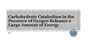 Carbohydrate Catabolism in the Presence of Oxygen Releases a