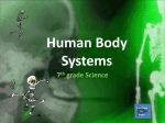 Human Body Systems