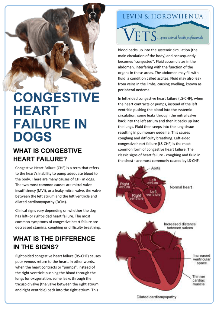 Stages Of Heart Disease In Dogs