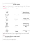Name Human Body Study Guide Lesson 1 MC #14: 1. homeostasis